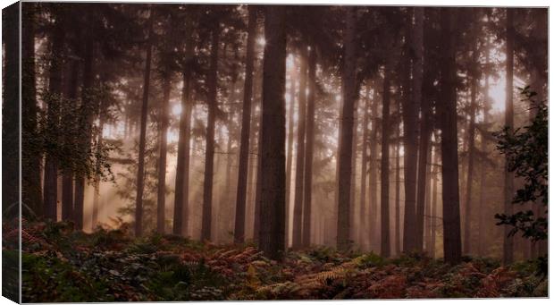 Morning Pine Woodlands Canvas Print by Ceri Jones