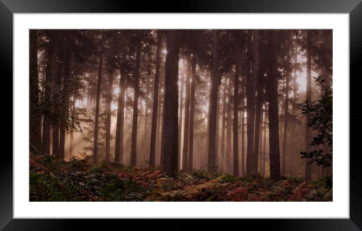 Morning Pine Woodlands Framed Mounted Print by Ceri Jones