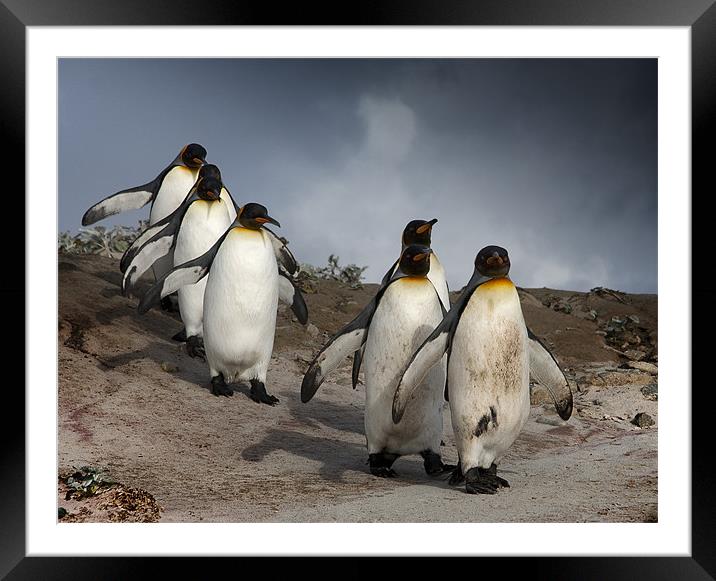 King Penguins Framed Mounted Print by Paul Davis