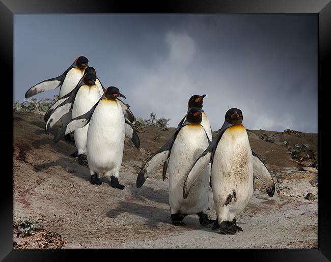 King Penguins Framed Print by Paul Davis