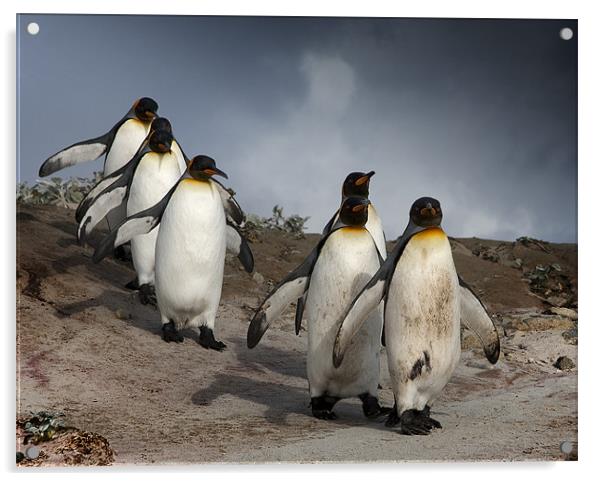 King Penguins Acrylic by Paul Davis
