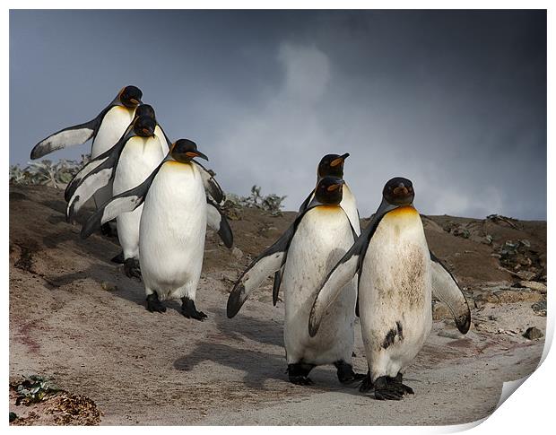 King Penguins Print by Paul Davis