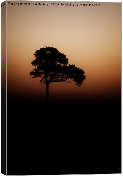 Lone Tree Sunrise Canvas Print by rawshutterbug 