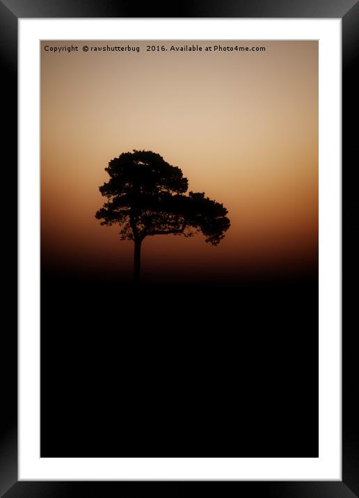 Lone Tree Sunrise Framed Mounted Print by rawshutterbug 