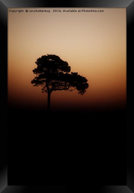 Lone Tree Sunrise Framed Print by rawshutterbug 