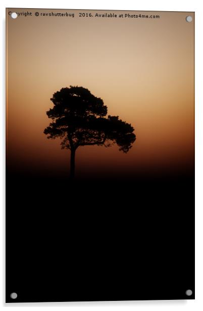 Lone Tree Sunrise Acrylic by rawshutterbug 