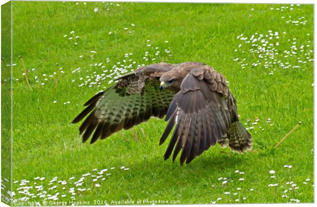 Low Flying Buzzard Canvas Print by George Hopkins