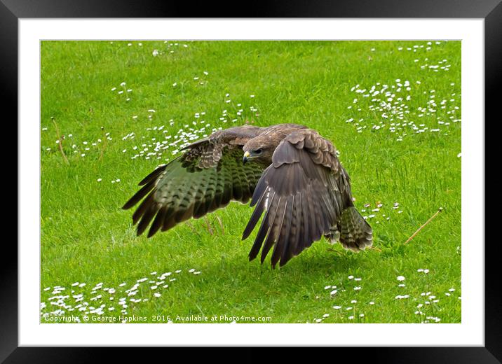 Low Flying Buzzard Framed Mounted Print by George Hopkins