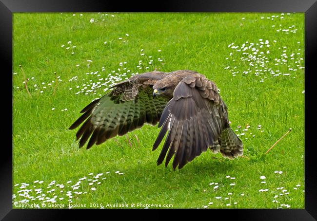 Low Flying Buzzard Framed Print by George Hopkins