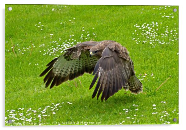 Low Flying Buzzard Acrylic by George Hopkins
