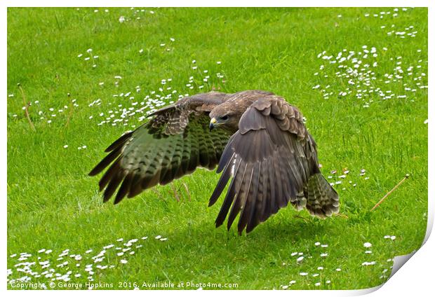 Low Flying Buzzard Print by George Hopkins