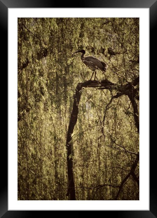 Ibis bird in Willow Tree Framed Mounted Print by Scott Anderson