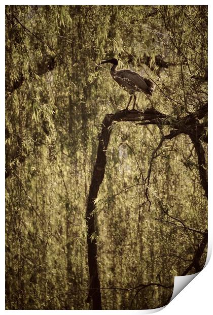 Ibis bird in Willow Tree Print by Scott Anderson