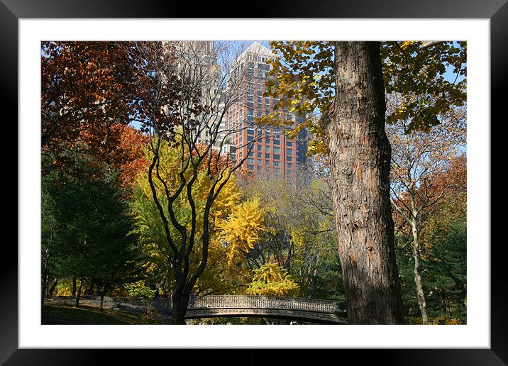 Central Park, New York Framed Mounted Print by Gill Allcock