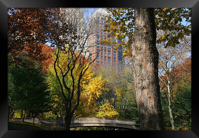 Central Park, New York Framed Print by Gill Allcock