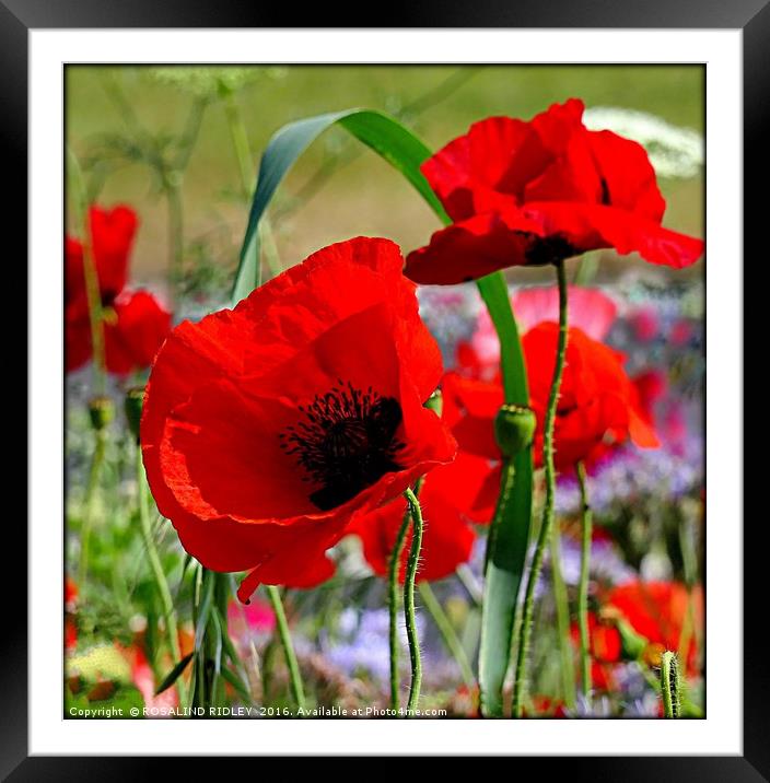 "PERFECT POPPIES" Framed Mounted Print by ROS RIDLEY