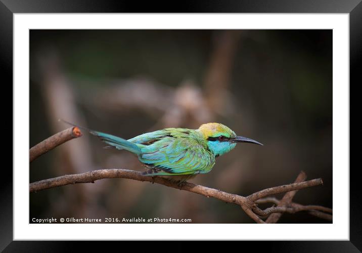 Sri Lanka's Emerald Avian Marvel Framed Mounted Print by Gilbert Hurree