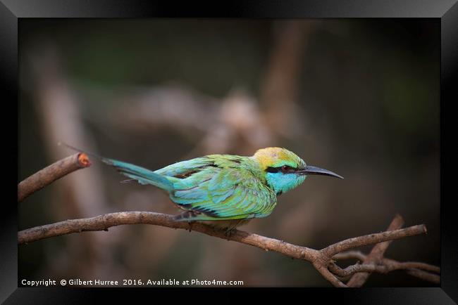 Sri Lanka's Emerald Avian Marvel Framed Print by Gilbert Hurree