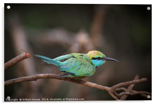 Sri Lanka's Emerald Avian Marvel Acrylic by Gilbert Hurree