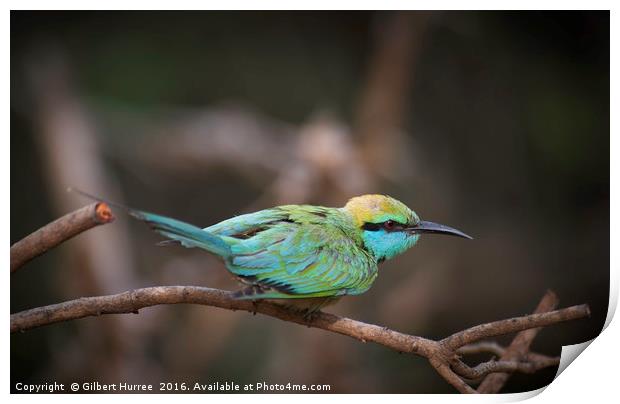 Sri Lanka's Emerald Avian Marvel Print by Gilbert Hurree