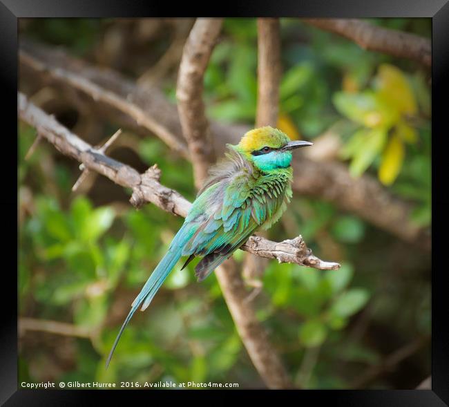 Sri Lanka's Emerald Avian Spectacle Framed Print by Gilbert Hurree