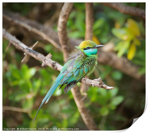 Sri Lanka's Emerald Avian Spectacle Print by Gilbert Hurree