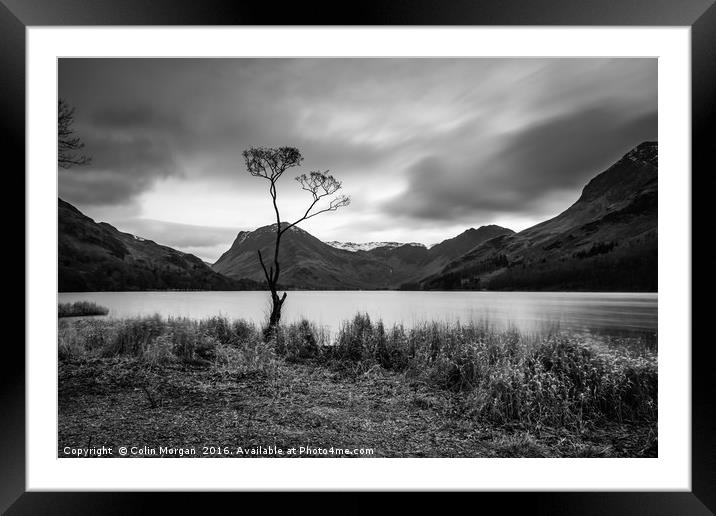 Buttermere Lone Tree Framed Mounted Print by Colin Morgan