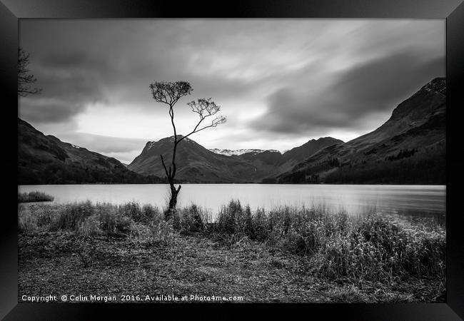 Buttermere Lone Tree Framed Print by Colin Morgan