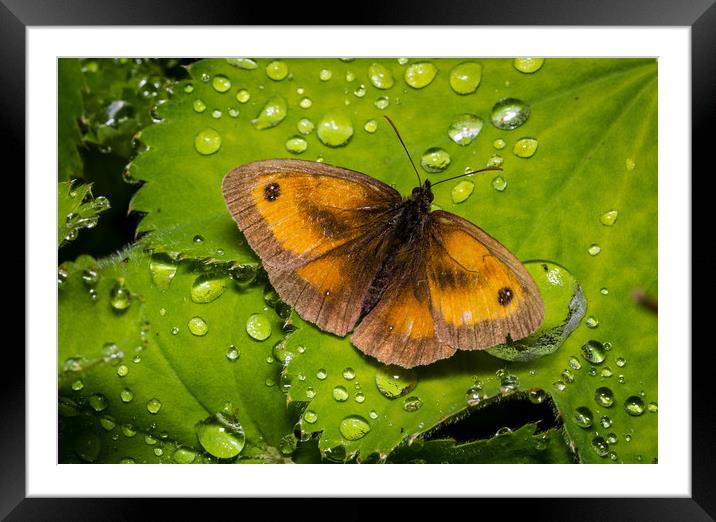 Delicate Guardian of the Garden Framed Mounted Print by Colin Allen