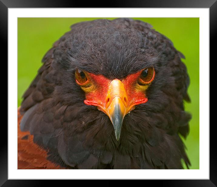 The Bateleur Framed Mounted Print by Chris Thaxter
