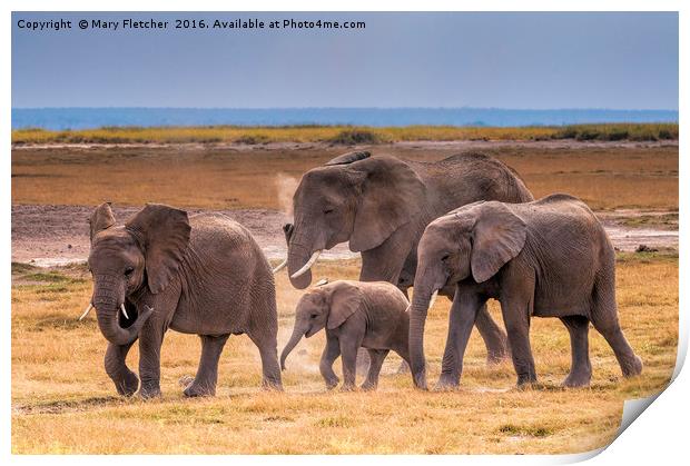 African Elephant Family Print by Mary Fletcher