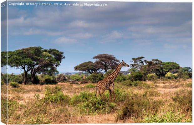 Giraffe in Africa Canvas Print by Mary Fletcher