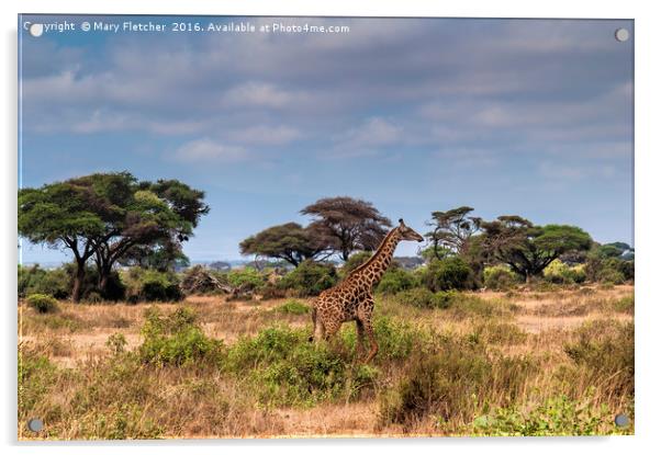 Giraffe in Africa Acrylic by Mary Fletcher
