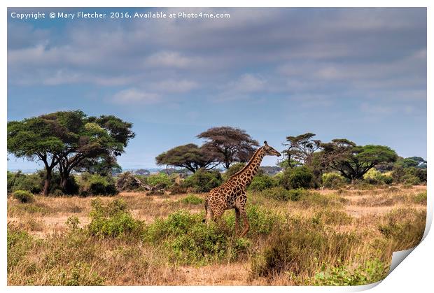 Giraffe in Africa Print by Mary Fletcher