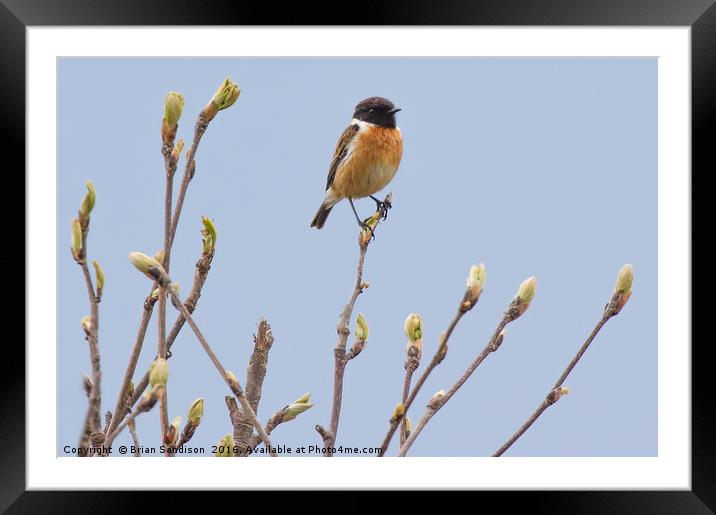 Male Stonechat  Framed Mounted Print by Brian Sandison
