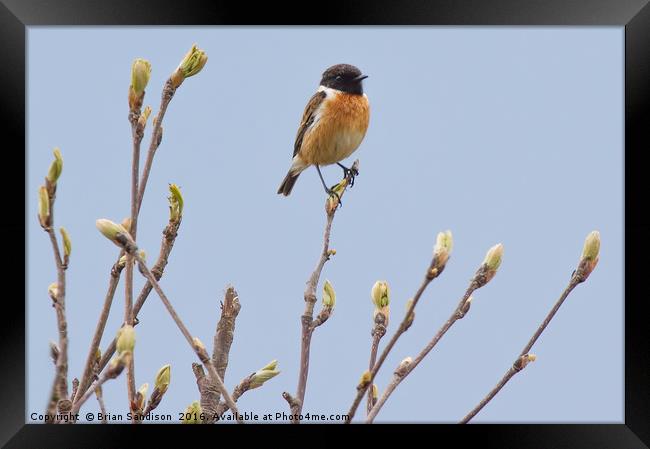 Male Stonechat  Framed Print by Brian Sandison
