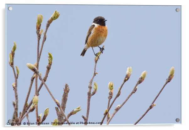 Male Stonechat  Acrylic by Brian Sandison