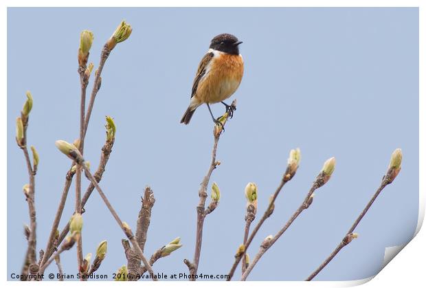 Male Stonechat  Print by Brian Sandison