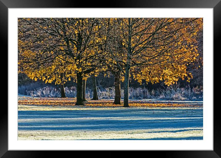 Trees in Autumn Framed Mounted Print by Matt Johnston