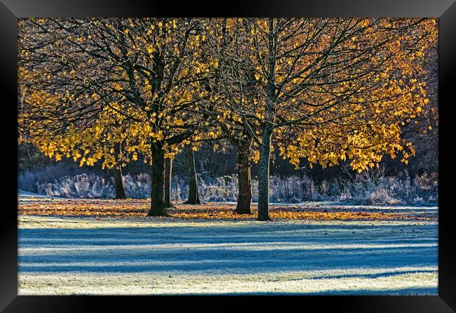 Trees in Autumn Framed Print by Matt Johnston