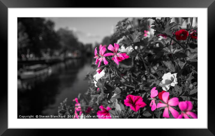 Canal side flowers Framed Mounted Print by Steven Blanchard