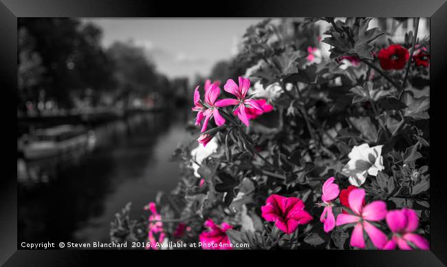 Canal side flowers Framed Print by Steven Blanchard