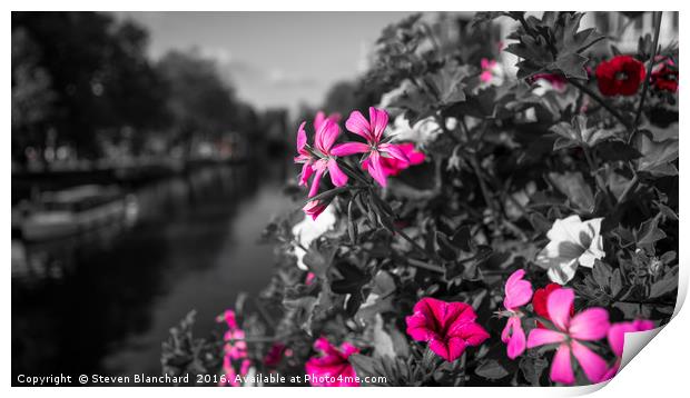 Canal side flowers Print by Steven Blanchard