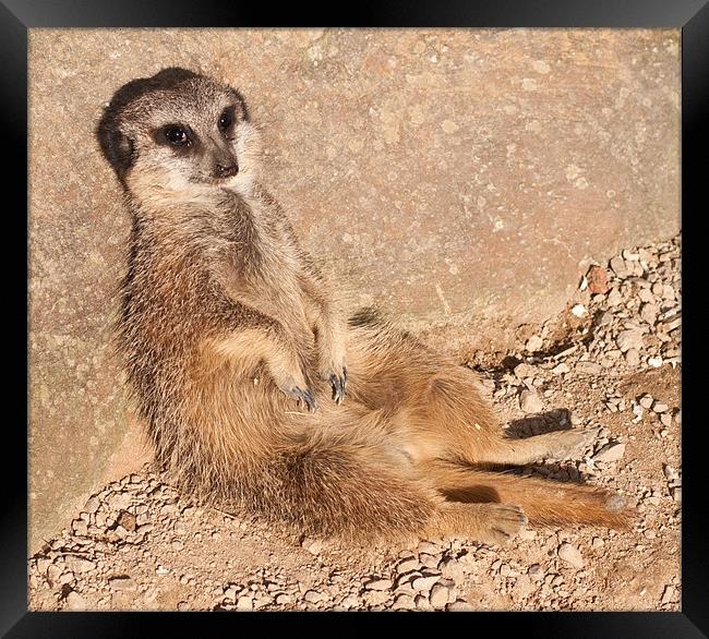 Resting Meerkat Framed Print by Chris Thaxter