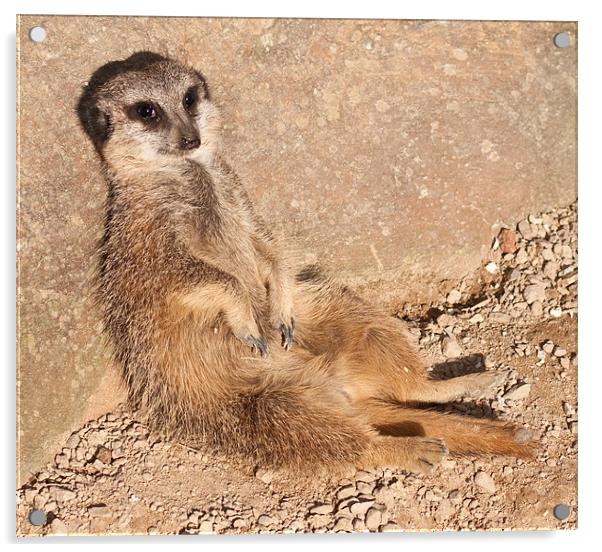 Resting Meerkat Acrylic by Chris Thaxter
