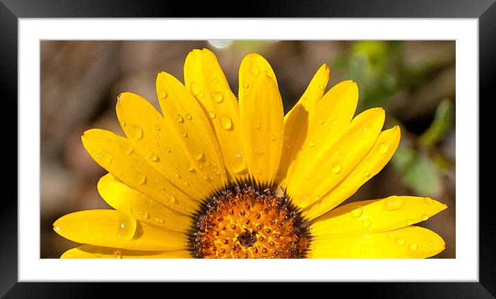Golden aster Framed Mounted Print by Chris Thaxter