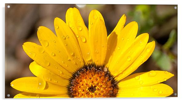 Golden aster Acrylic by Chris Thaxter