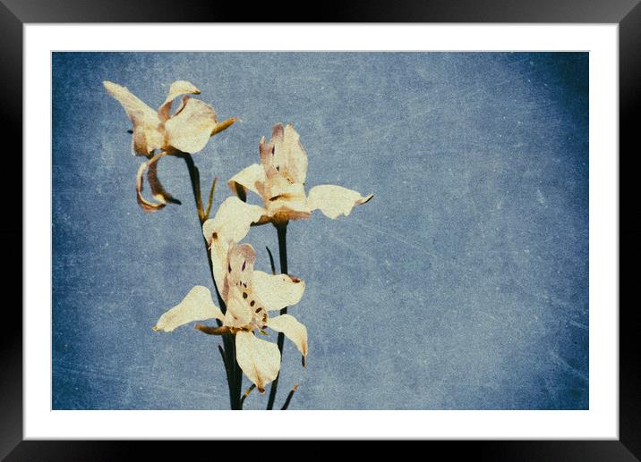 White Delphinium of Forgetfulness Framed Mounted Print by John Williams