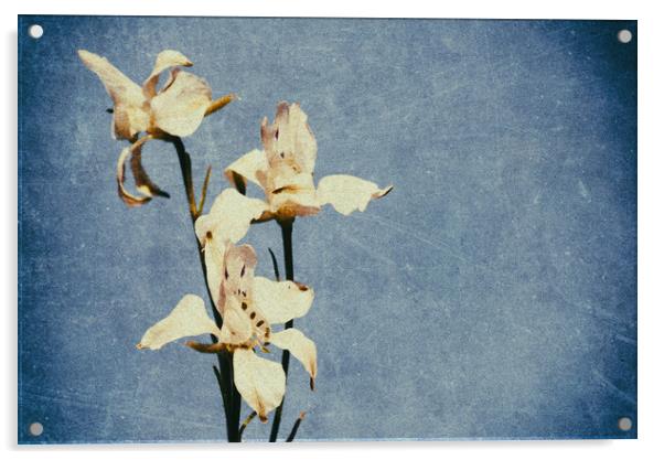 White Delphinium of Forgetfulness Acrylic by John Williams