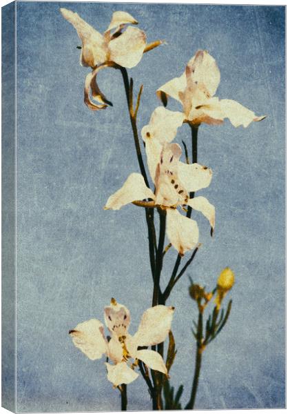 White Delphinium of Remembrance Canvas Print by John Williams